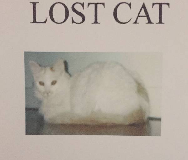 Image of Emo, Lost Cat