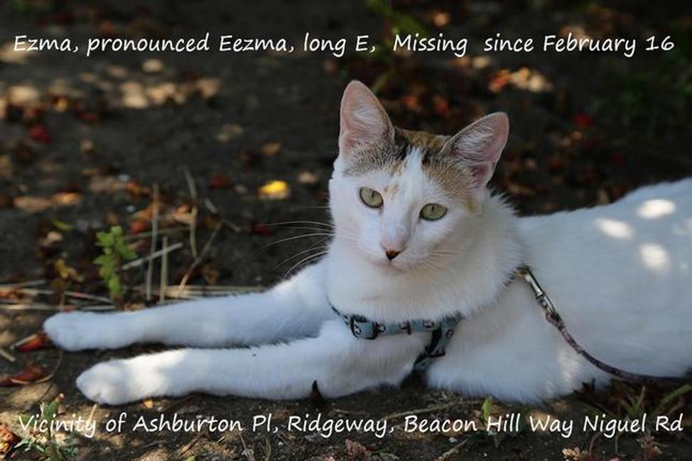 Image of Ezma, Lost Cat