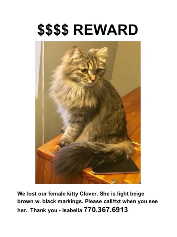 Image of Clover, Lost Cat