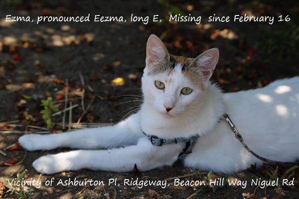 Image of Ezma, Lost Cat