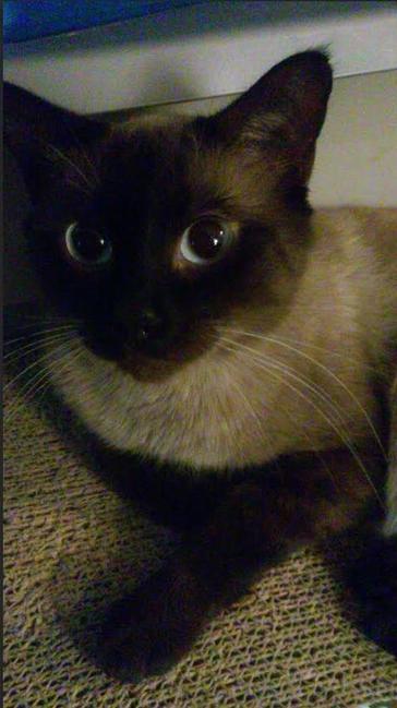 Image of Lil poo, Lost Cat
