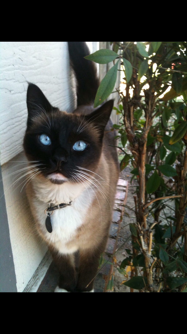 Image of Nuka, Lost Cat