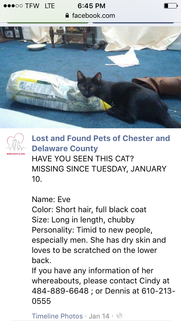 Image of Eve, Lost Cat