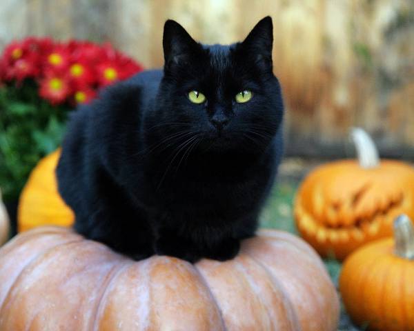 Image of Black Jack, Lost Cat