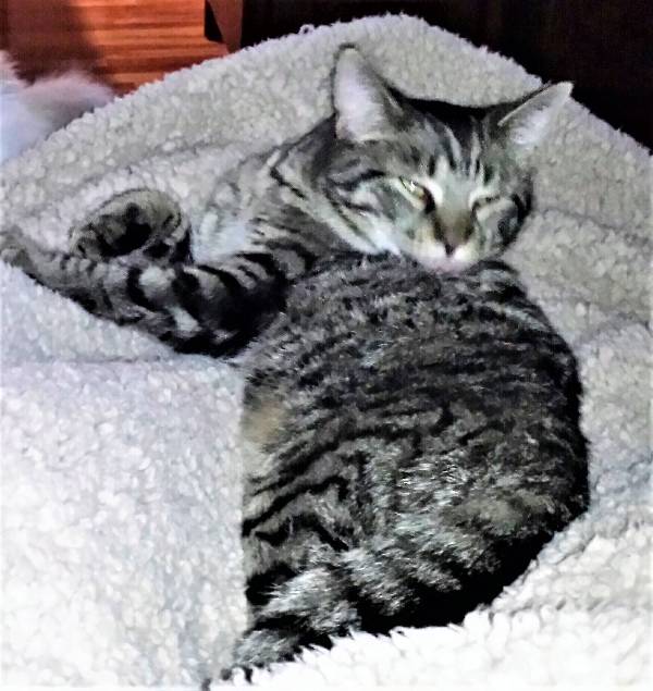 Image of WINKSS, Lost Cat