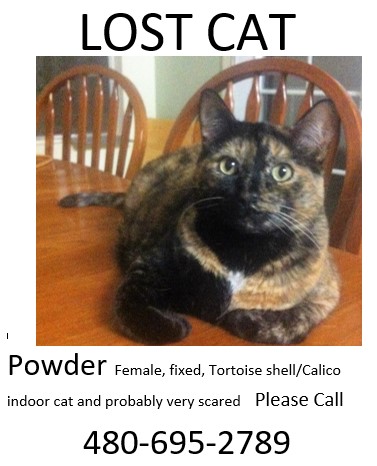 Image of Powder, Lost Cat