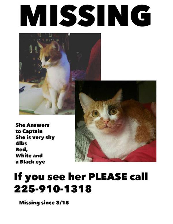 Image of Captain, Lost Cat
