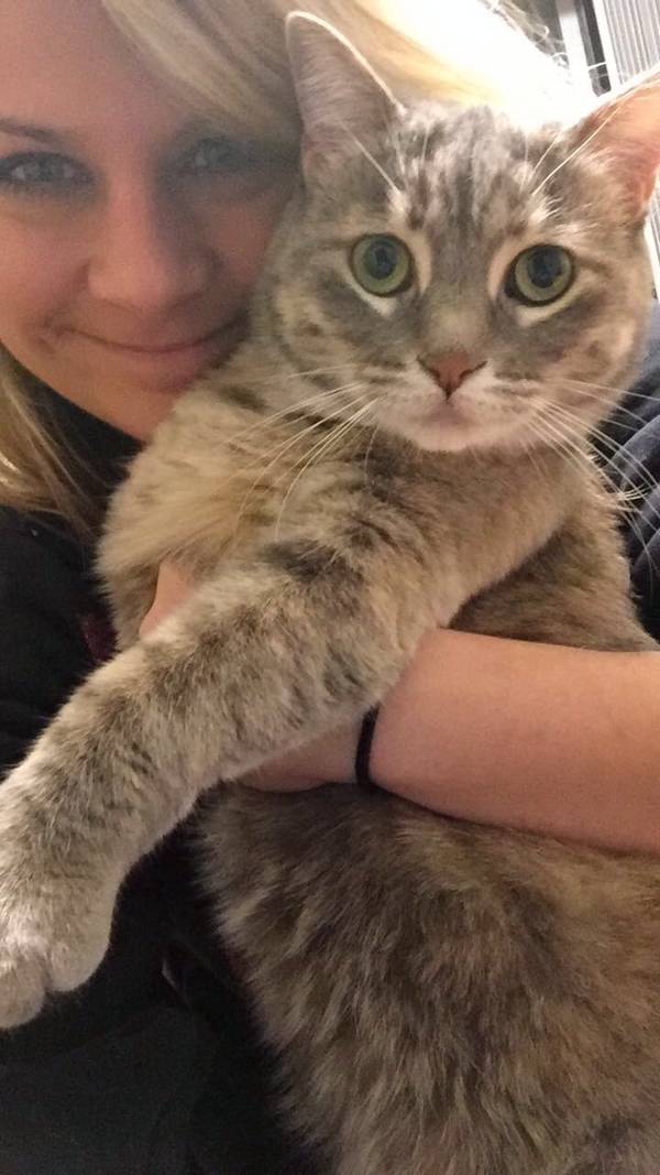 Image of Ariana, Lost Cat