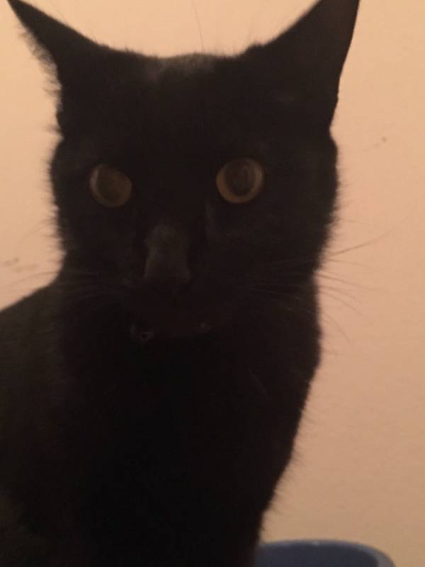 Image of CHACO/ BABY, Lost Cat