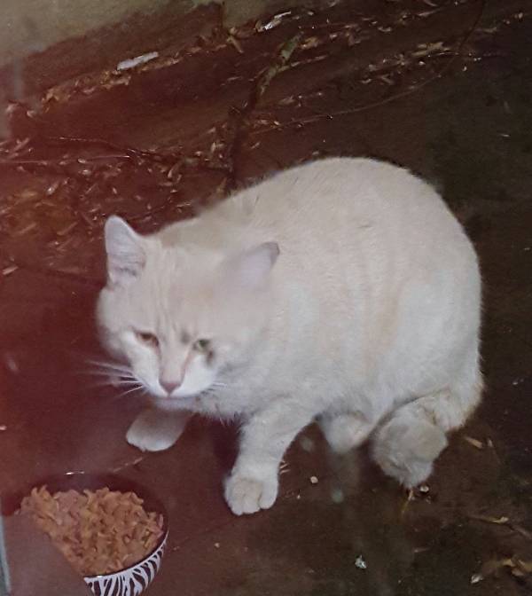 Image of Unkown, Found Cat
