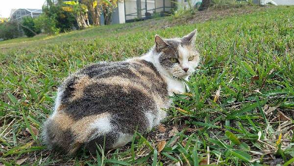 Image of Minette (NO TAIL), Lost Cat