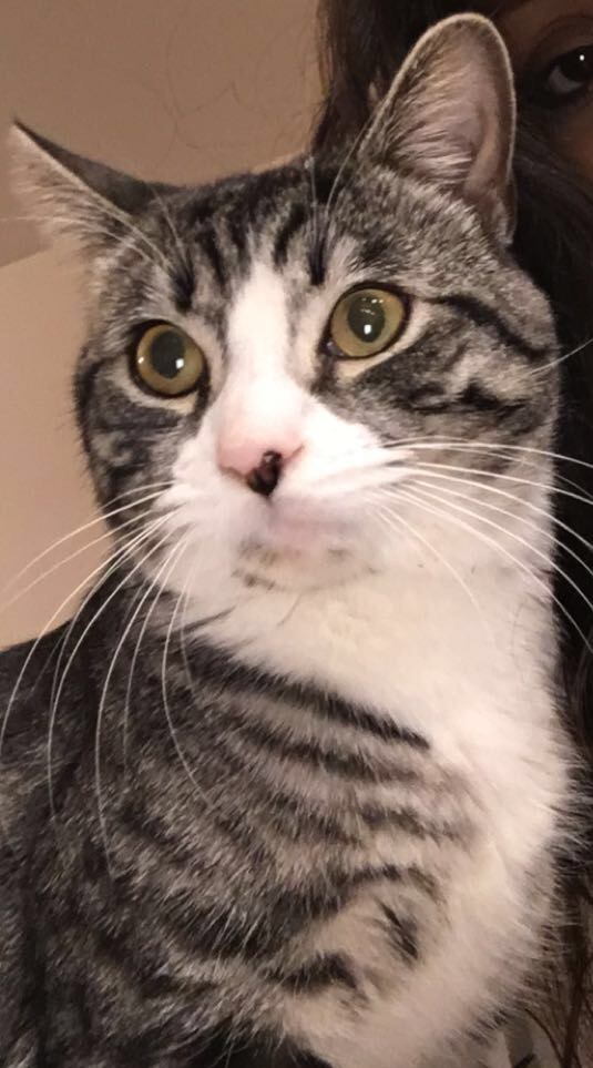 Image of Felix, Lost Cat