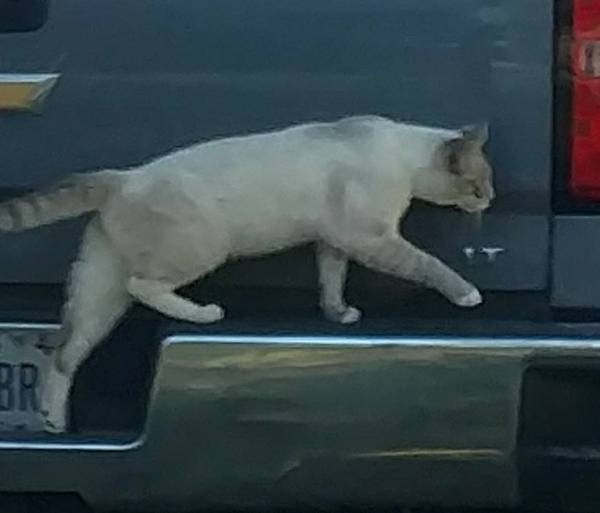 Image of Salty, Lost Cat