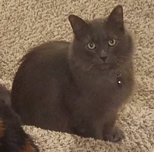 Image of Stormy, Lost Cat