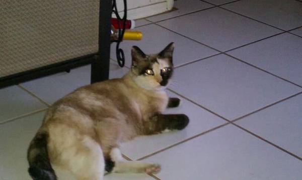 Image of Wendy, Lost Cat
