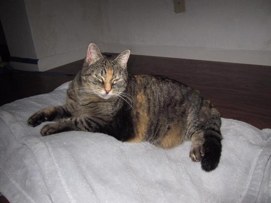 Image of Lulubelle, Lost Cat