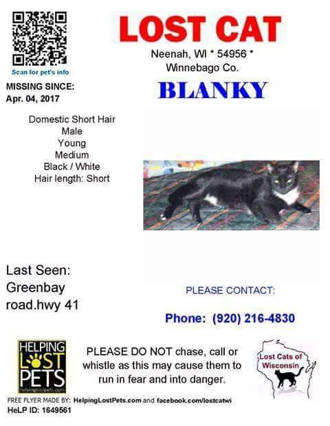 Image of Blanky, Lost Cat