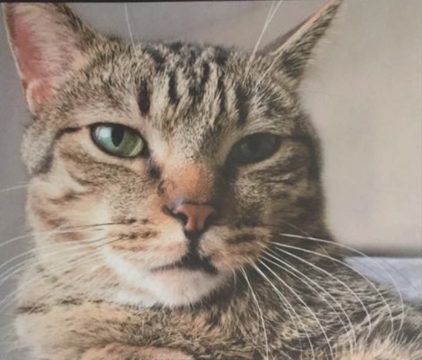 Image of Willie, Lost Cat