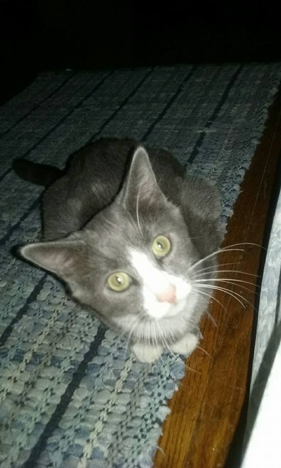 Image of Fester, Lost Cat