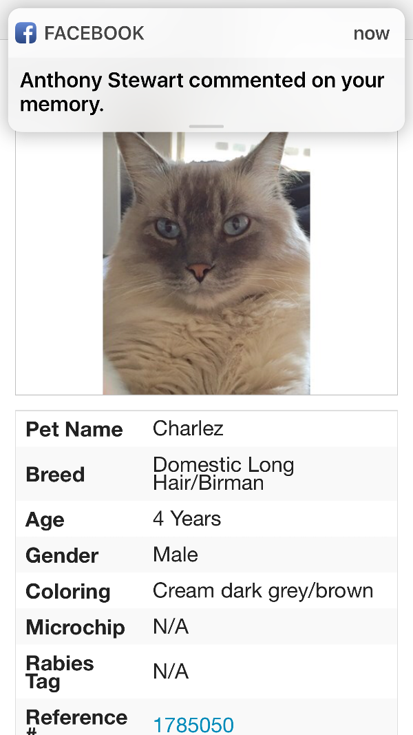 Image of Charlie (Chuck) blue eyes, Lost Cat
