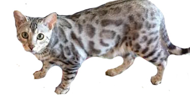 Image of Obie, Lost Cat
