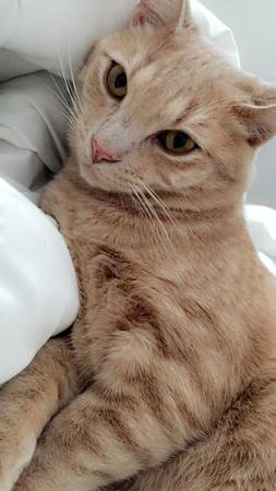 Image of Theodore, Lost Cat