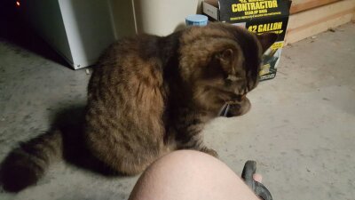 Image of Mr. Nibbles, Lost Cat