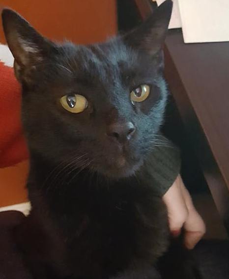 Image of Guinness, Lost Cat