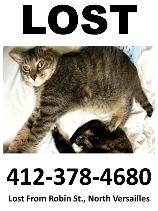 Image of Stevie, Lost Cat