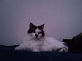 Image of Munchkin, Lost Cat