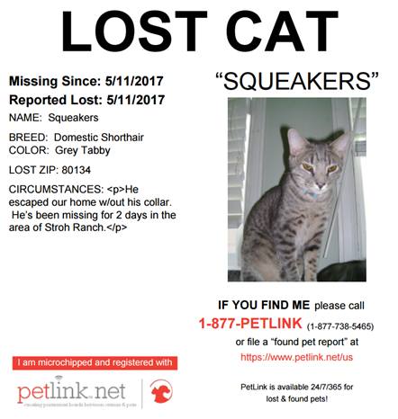 Image of Squeakers, Lost Cat