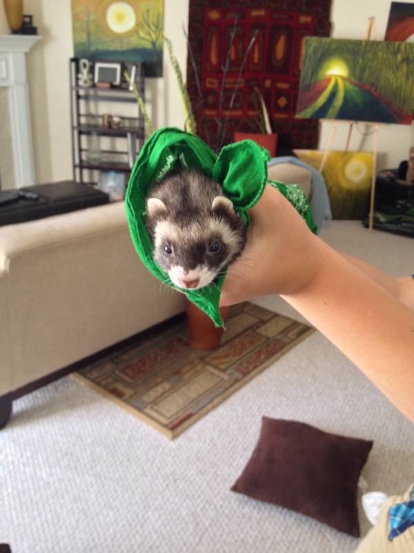 Image of Lucy, Lost Ferret