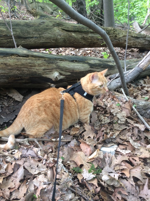 Lost Cat Unknown in BLACKSBURG, VA Lost My Kitty