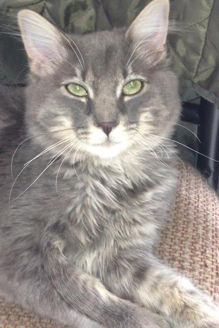 Image of Rammer, Lost Cat