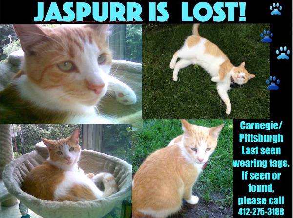 Image of Jaspurr, Lost Cat