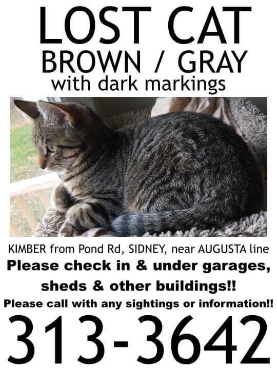 Image of Kimber, Lost Cat