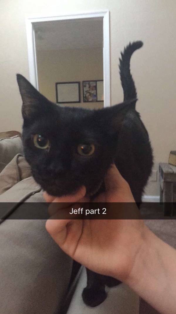 Image of Jeff, Lost Cat