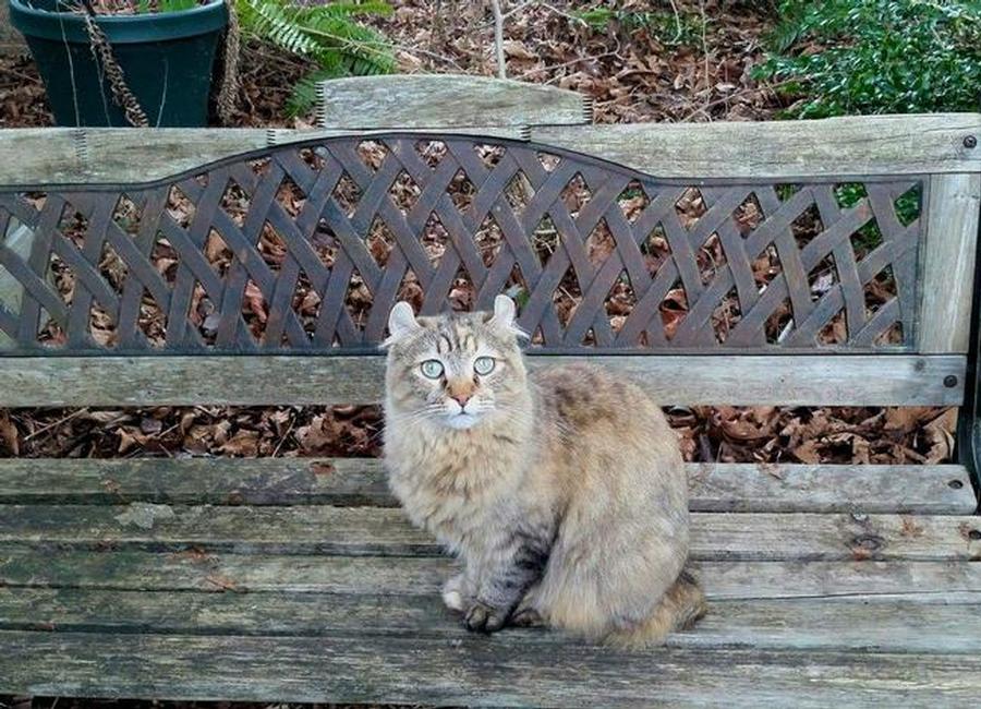 Image of jazzy, Lost Cat