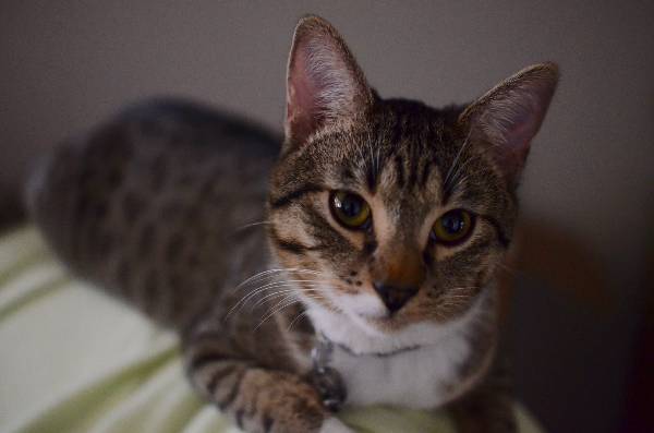 Image of Oskar, Lost Cat