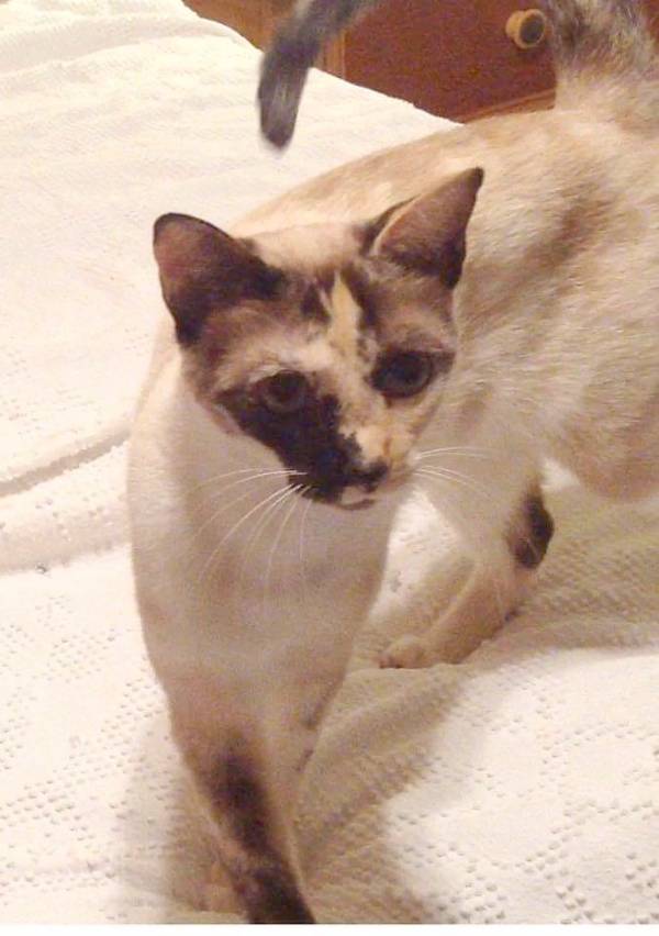 Image of Annorah, Lost Cat
