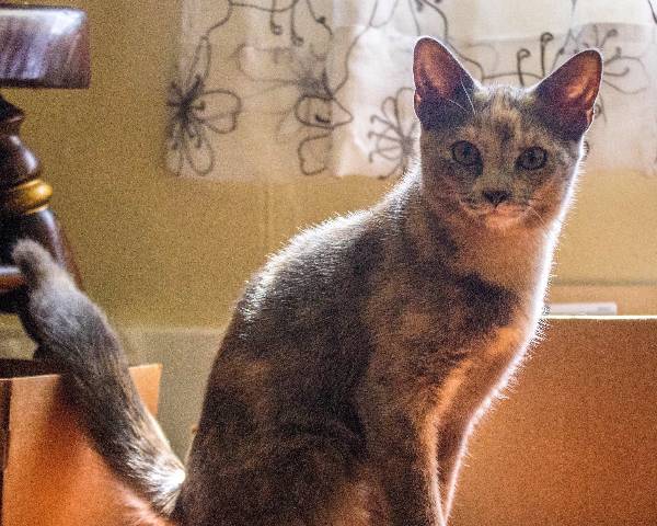 Image of Mary Jane, Lost Cat