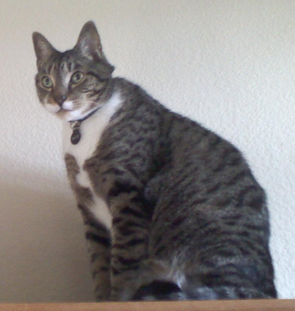 Image of Khalith, Lost Cat