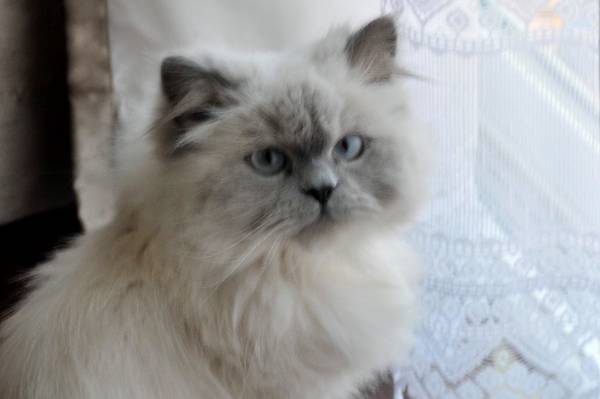 Image of Fluffy, Lost Cat