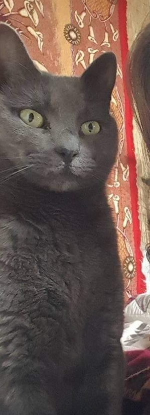 Image of Isis, Lost Cat