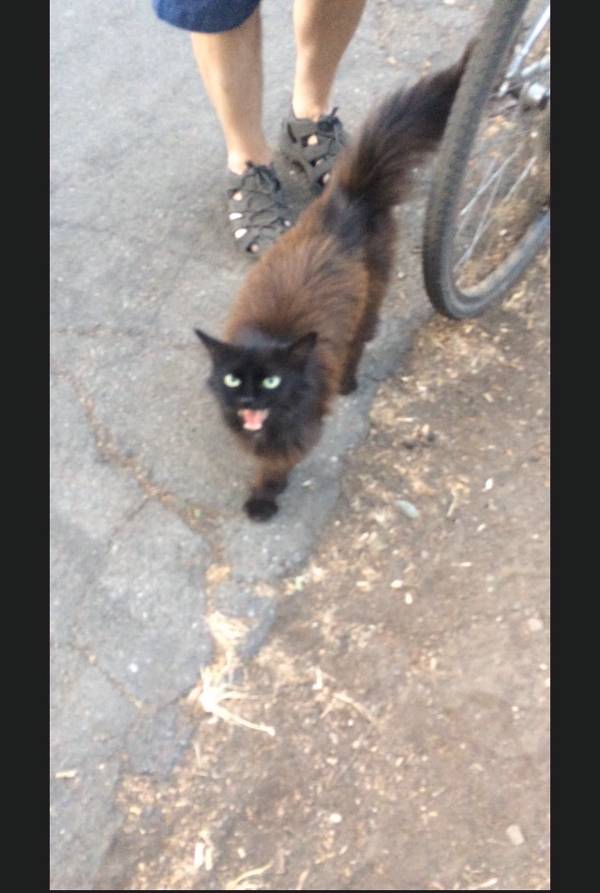 Image of Unknown, Found Cat