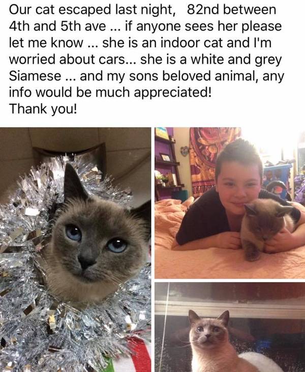 Image of Mia, Lost Cat