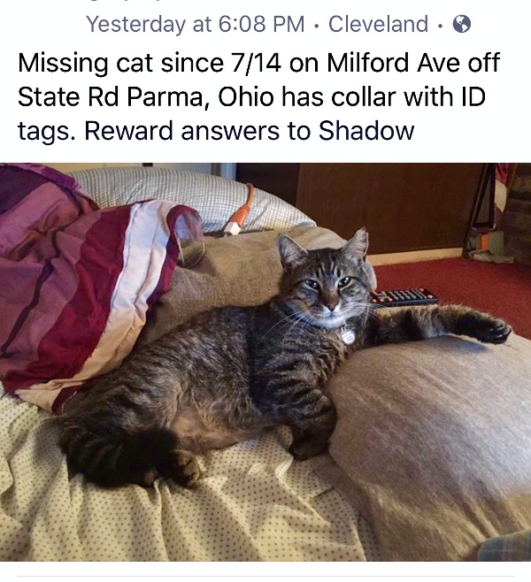 Image of Shadow, Lost Cat