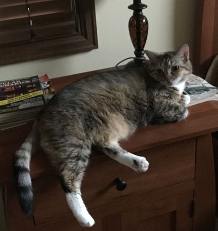 Image of Spunky, Lost Cat