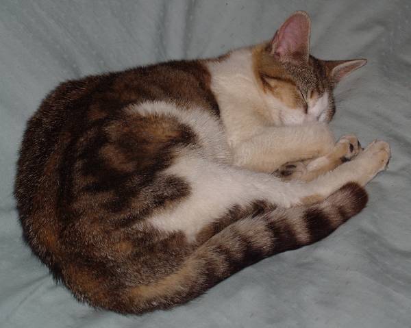 Image of Jackie, Lost Cat