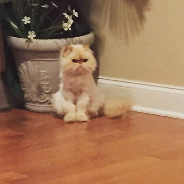 Image of Sir Fluffles, Lost Cat